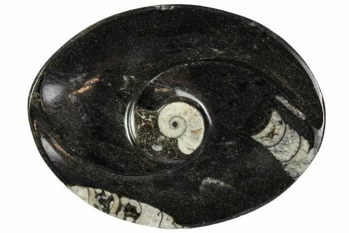 Oval Shaped Fossil Goniatite Dish - Morocco #107998